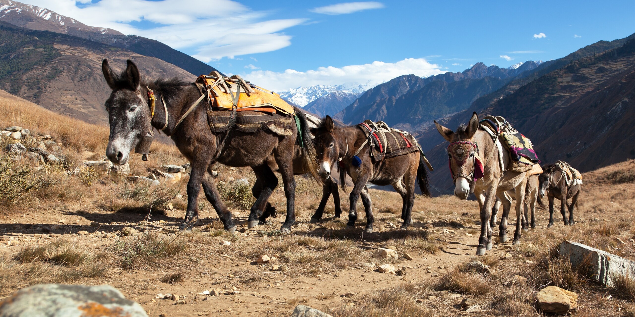 USPS Carrier Routes